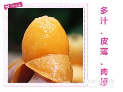 【吃在當季】夏季水果之王——枇杷