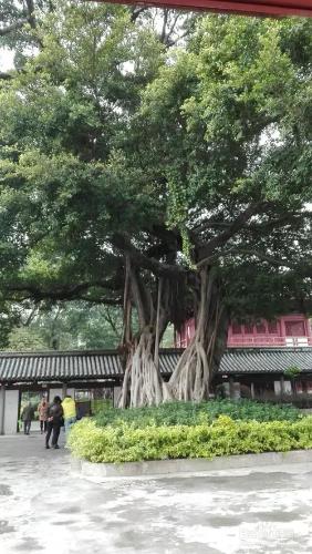 廣州一日遊——光孝寺-農講所-烈士陵園-中大