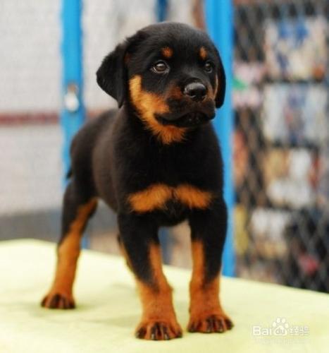 如何挑選和餵養羅威納幼犬