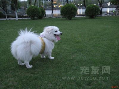 銀狐犬的餵養及其性格