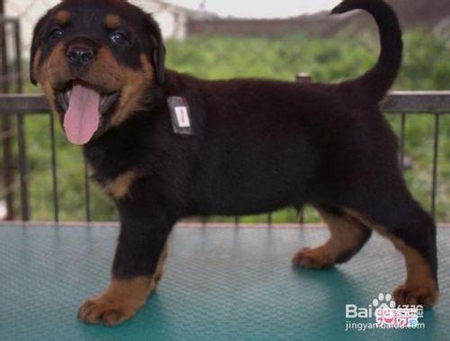 如何挑選和餵養羅威納幼犬