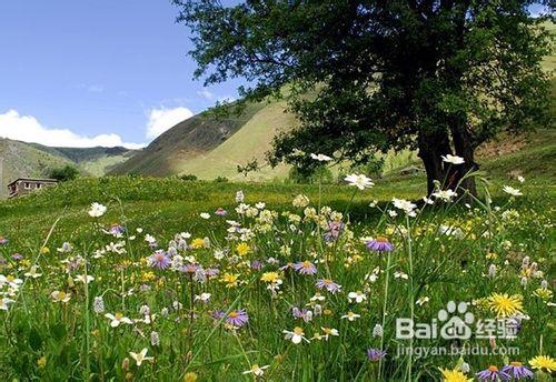 金秋重慶周邊仙女山二日遊