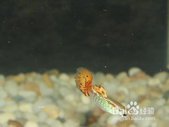 孔雀魚的生長與繁殖