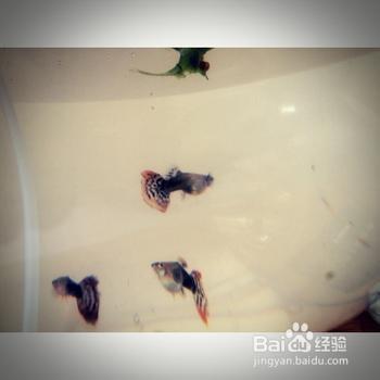 孔雀魚的生長與繁殖