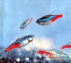 哪些淡水魚適合新手（沒養過的人）飼養