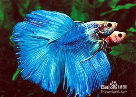 哪些淡水魚適合新手（沒養過的人）飼養