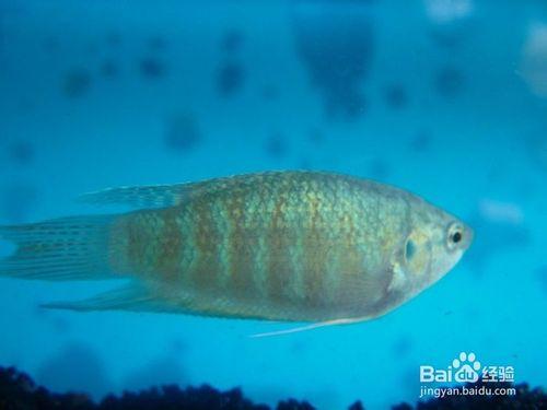 哪些淡水魚適合新手（沒養過的人）飼養