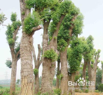 香樟大樹的裝運還要注意以下幾個問題