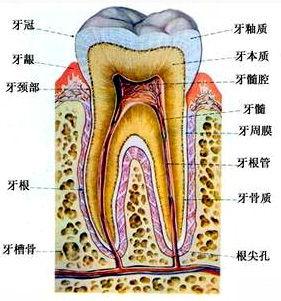 怎樣會導致你形成牙結石？