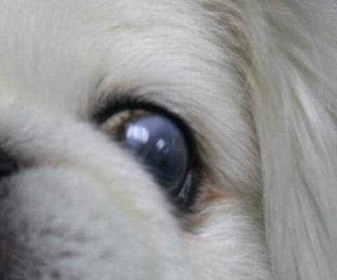 什麼是犬貓急性青光眼？