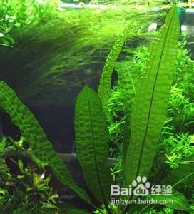 養金魚用什麼水草比較好