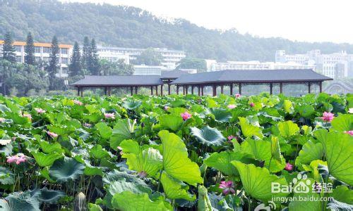 農林大學校園最佳約會地點