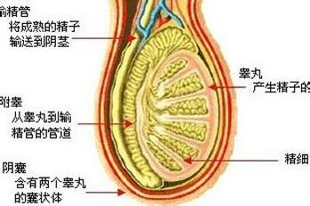 當發生睪丸炎之後我們應該做些什麼