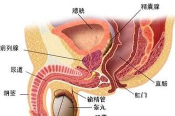 當發生睪丸炎之後我們應該做些什麼