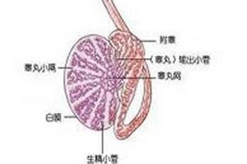 當發生睪丸炎之後我們應該做些什麼