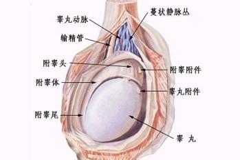 當發生睪丸炎之後我們應該做些什麼