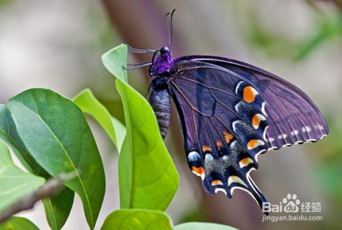 如何製作蝴蝶標本？