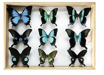 如何製作蝴蝶標本？