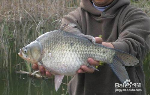 冬季野釣如何快速找魚