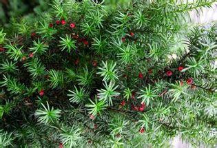 紅豆杉的種植方法