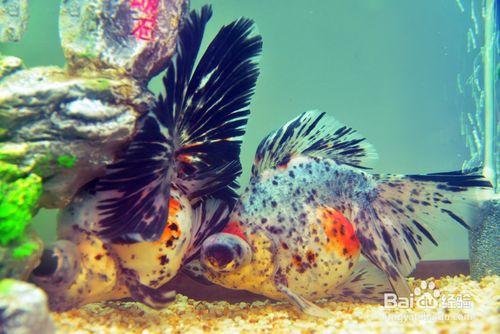 金魚掉魚鱗怎麼治 金魚掉鱗片怎麼辦