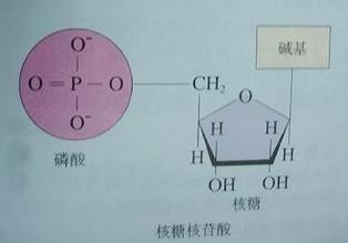 遺傳資訊的攜帶者