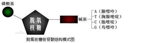 遺傳資訊的攜帶者