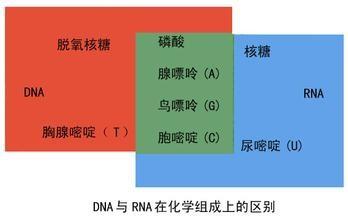 遺傳資訊的攜帶者