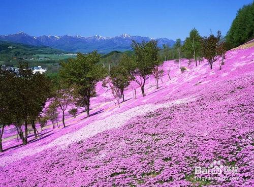 成都自駕游去林芝看桃花攻略