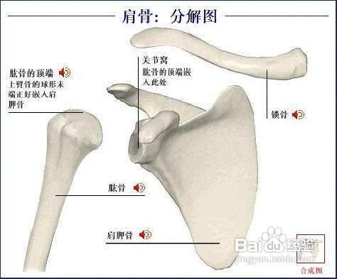 膠原蛋白對人體的6大好處