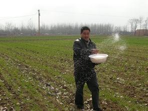 怎樣種植小麥