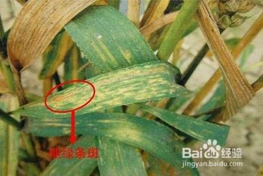 怎樣種植小麥