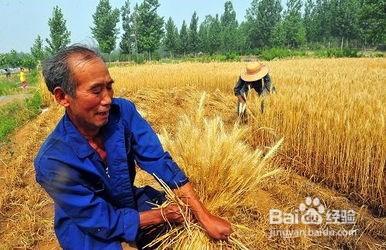 怎樣種植小麥