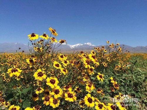 如何區分高山崑崙雪菊 、平原雪菊、大棚雪菊