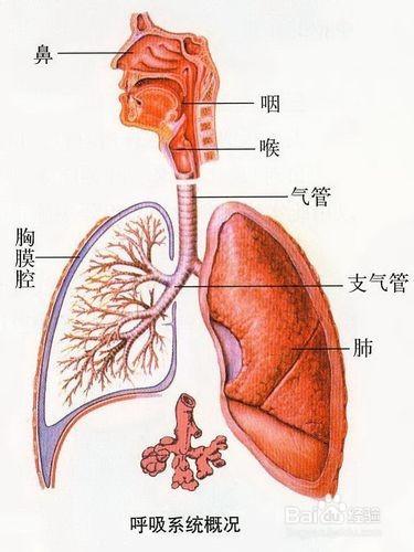 教你如何看胸片