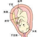 胎兒發育過程圖（第八個月）