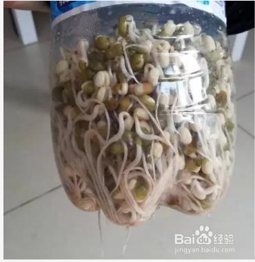 在家如何自己種豆芽