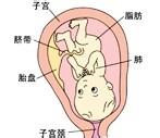 胎兒發育過程圖（第9個月）