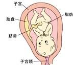 胎兒發育過程圖（第八個月）