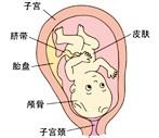 胎兒發育過程圖（第9個月）