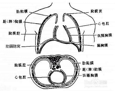 教你如何看胸片