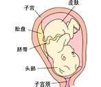 胎兒發育過程圖（第9個月）