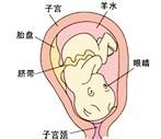 胎兒發育過程圖（第八個月）