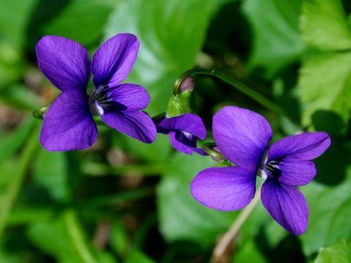 各種花茶及功效大全