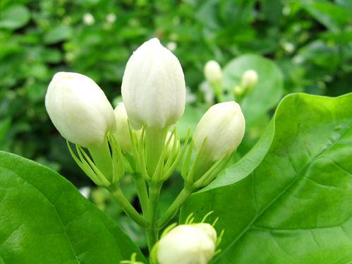 各種花茶及功效大全