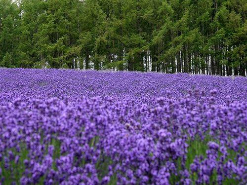 各種花茶及功效大全