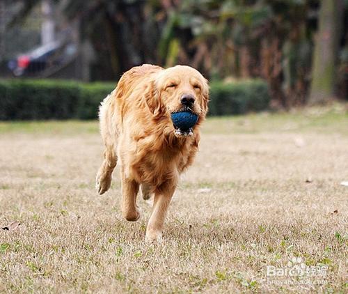 狗狗骨刺怎麼辦？狗狗骨質增生怎麼辦