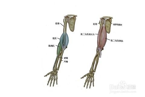 健身教練課程之臂部肌肉群練習方法第一節