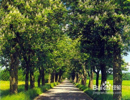 道路綠化樹木冬季如何養護