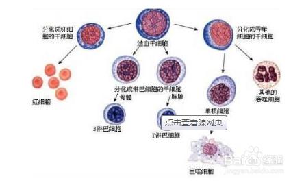 捐獻骨髓有無危害？步驟是什麼？